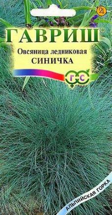Семена овсяница ледниковая Синичка, Гавриш: фото