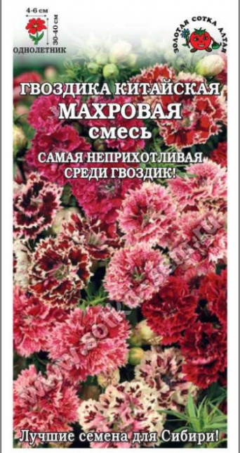 Семена гвоздика китайская махровая, смесь, Золотая Сотка: фото
