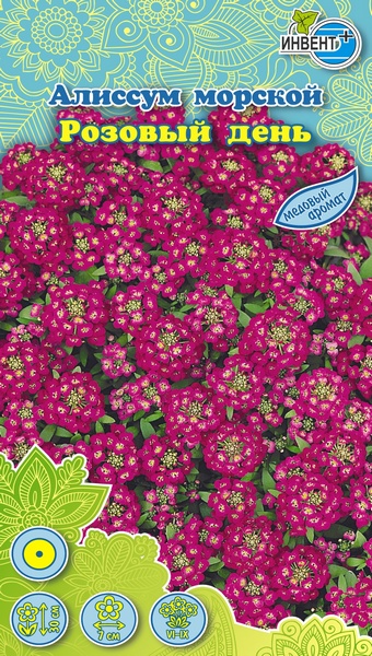 Алиссум Розовый День, ИНВЕНТ+: фото