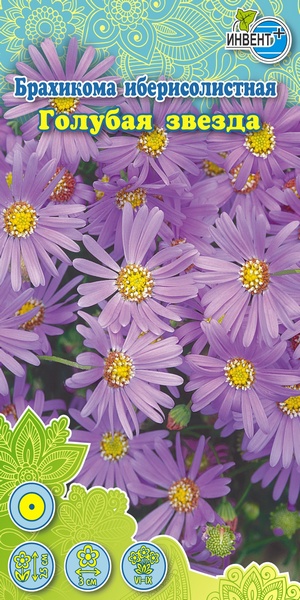 Брахикома иберистолистная Голубая Звезда, ИНВЕНТ+: фото