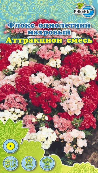 Флокс махровый Аттракцион смесь ИНВЕНТ+: фото