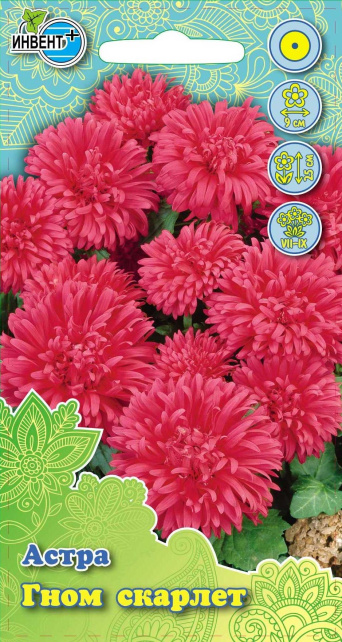 Астра Гном скарлет, ИНВЕНТ+: фото