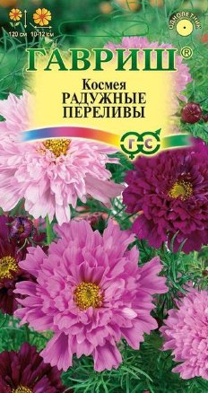 Семена космея Радужные Переливы, Гавриш: фото