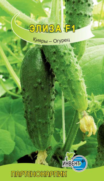 Огурец Элиза F1, ИНВЕНТ+: фото