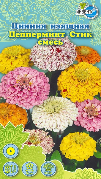 Цинния изящная смесь Пепперминт Стик смесь, ИНВЕНТ+: фото