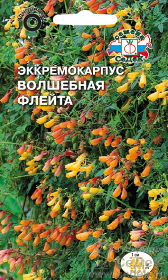 Семена эккремокарпус Волшебная Флейта, Седек: фото