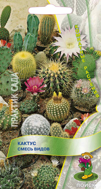 Семена кактус смесь видов, Поиск: фото
