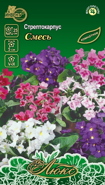 Стрептокарпус Смесь (серия ЛЮКС), ИНВЕНТ+: фото