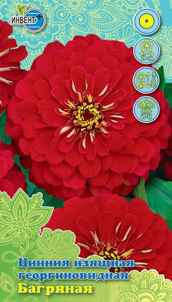 Цинния изящная георгиновидная Багряная ИНВЕНТ+: фото
