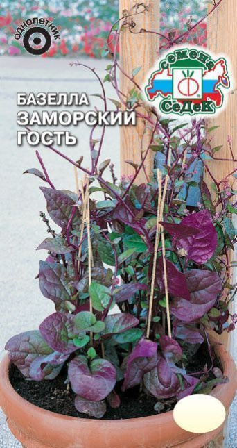 Семена базелла Заморский Гость, Седек: фото