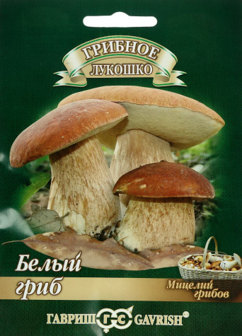 Мицелий грибов Белый Гриб, Гавриш: фото
