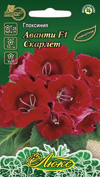 Глоксиния Аванти F1 Скарлет (серия ЛЮКС), ИНВЕНТ+: фото