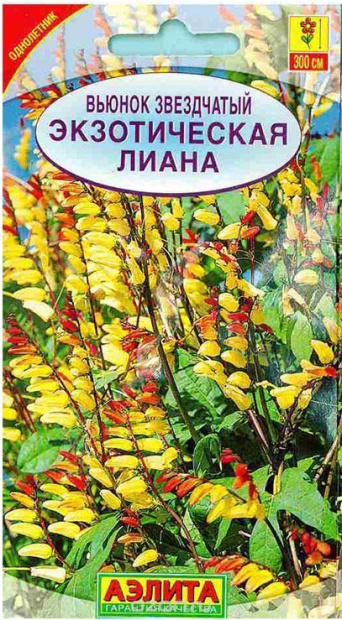 Семена Родохитон темно-красный, Гавриш: фото