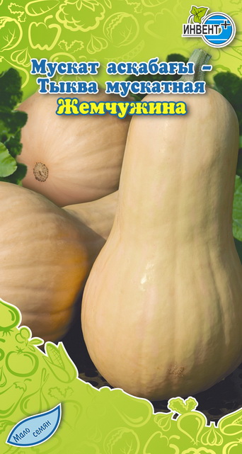 Тыква мускатная Жемчужина, ИНВЕНТ+: фото