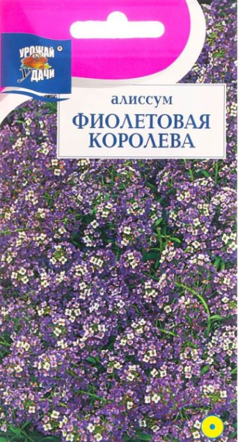 Семена алиссум Фиолетовая Королева, Урожай удачи: фото