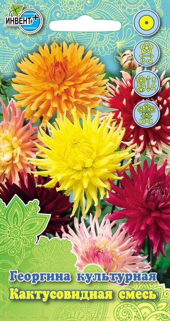 Георгина Кактусовидная смесь, ИНВЕНТ+: фото