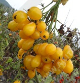 Семена томат Медовая Капля, Аэлита: фото