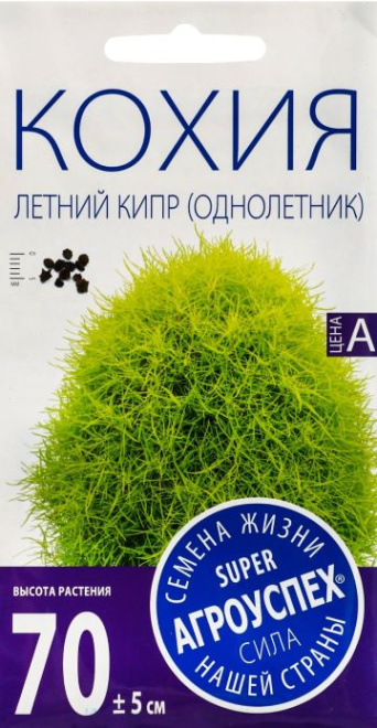 Семена кохия Летний Кипр, Агроуспех: фото
