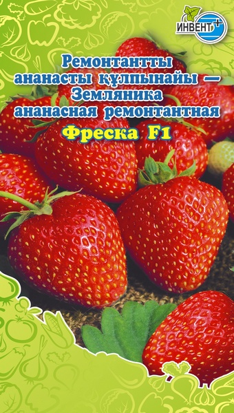 Земляника ремонтантная Фреска F1, ИНВЕНТ+: фото