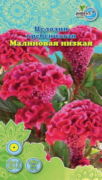 Целозия гребенчатая Малиновая, ИНВЕНТ+: фото