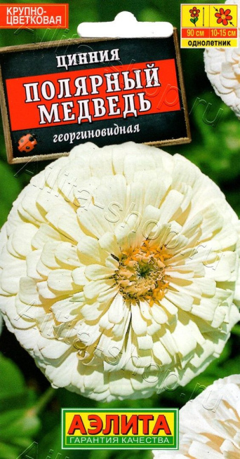 Семена цинния Полярный медведь, Аэлита: фото