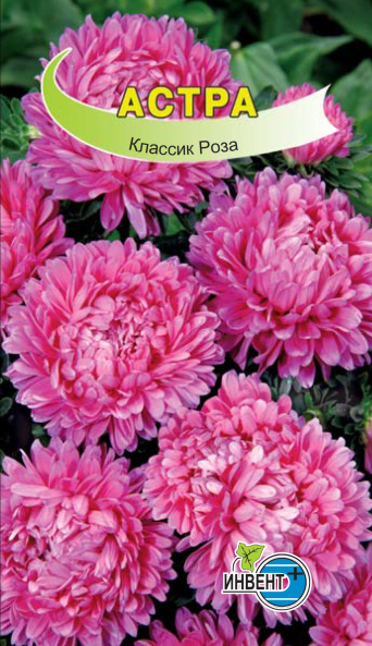 Астра Классик Роза, ИНВЕНТ+: фото