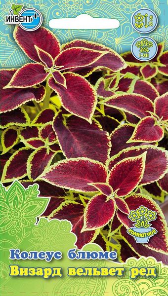 Колеус блюме Визард Вельвет Ред, ИНВЕНТ+: фото