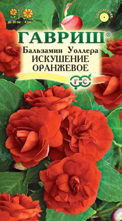 Семена бальзамин уоллера Искушение оранжевое F1, Гавриш: фото
