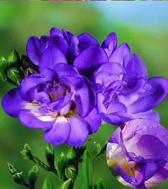 Фрезия двойная Purple: фото