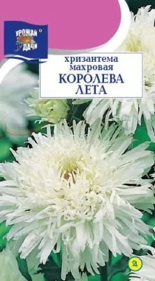 Семена хризантема Королева Лета, Урожай удачи: фото