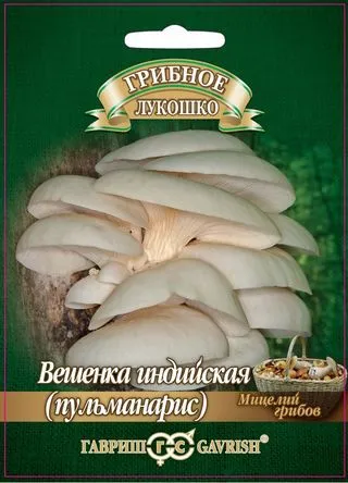 Мицелий грибов Вешенка Индийская (пульманарис), Гавриш: фото
