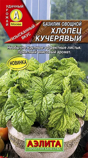 Семена базилик овощной Хлопец Кучерявый, Аэлита: фото