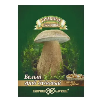 Мицелий грибов Белый Гриб дубовый, Гавриш: фото