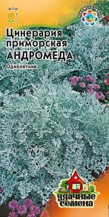 Семена цинерария приморская Андромеда, Гавриш: фото