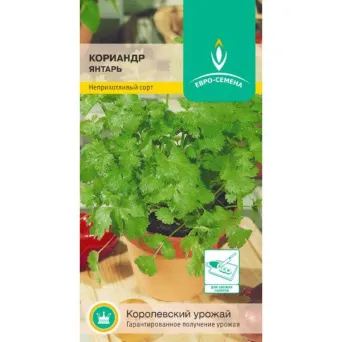 Семена кориандр Янтарь, Евросемена: фото