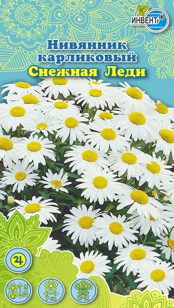 Нивянник карликовый Снежная Леди, ИНВЕНТ+: фото