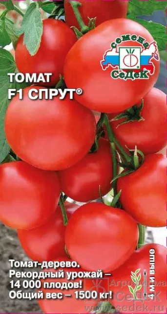 Семена томат Спрут F1, Седек: фото