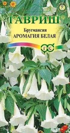 Семена бругмансия Аромагия белая, Гавриш: фото