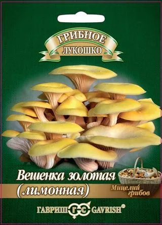 Мицелий грибов Вешенка Золотая (лимонная), Гавриш: фото