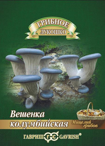 Мицелий грибов Вешенка Колумбийская, Гавриш: фото